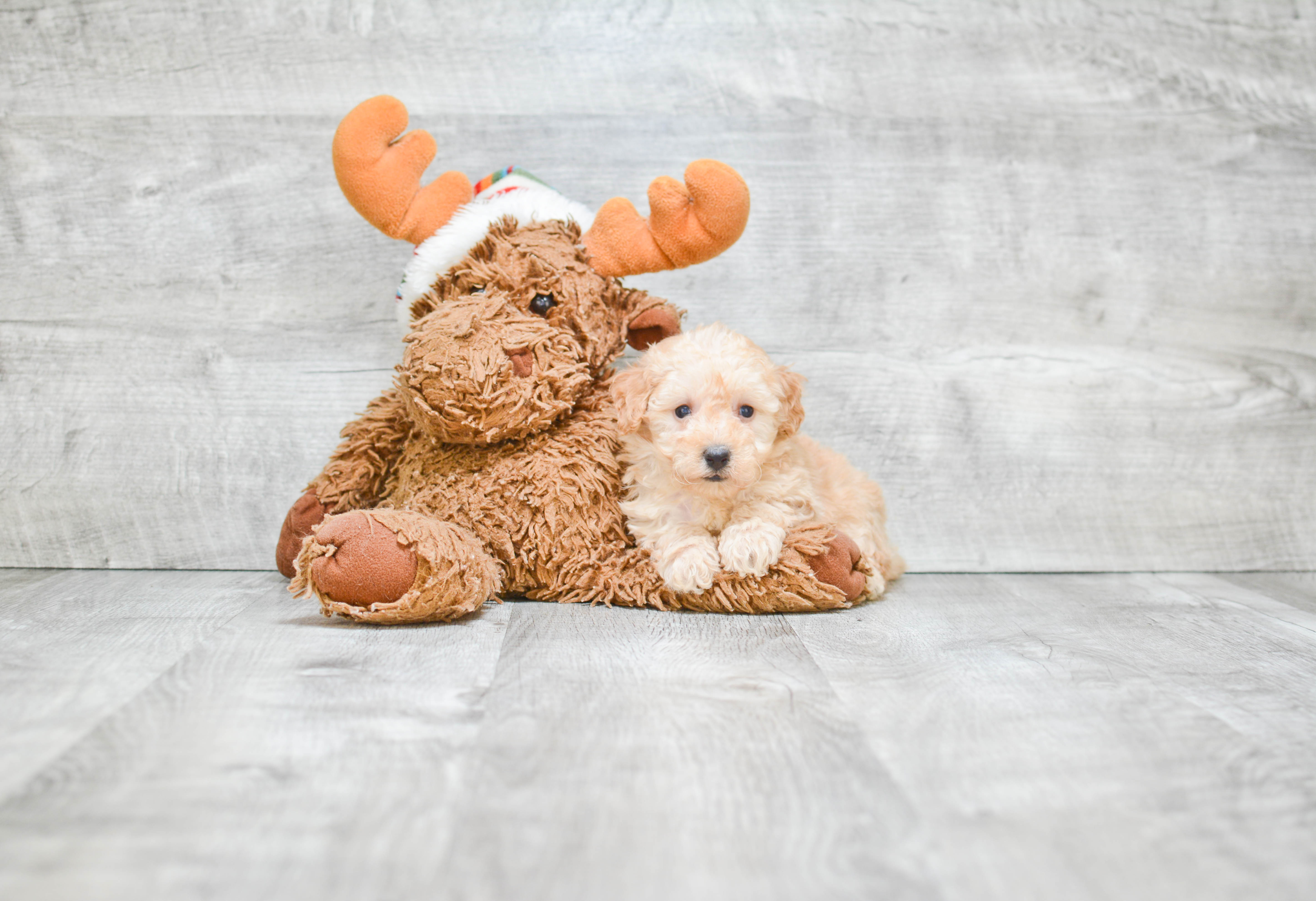 Hypoallergenic Poodle Baby