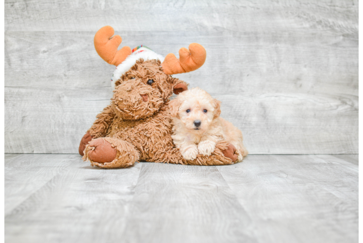 Hypoallergenic Poodle Baby