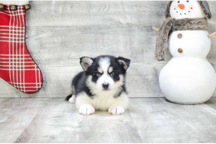 Hypoallergenic Mini Husky Designer Puppy