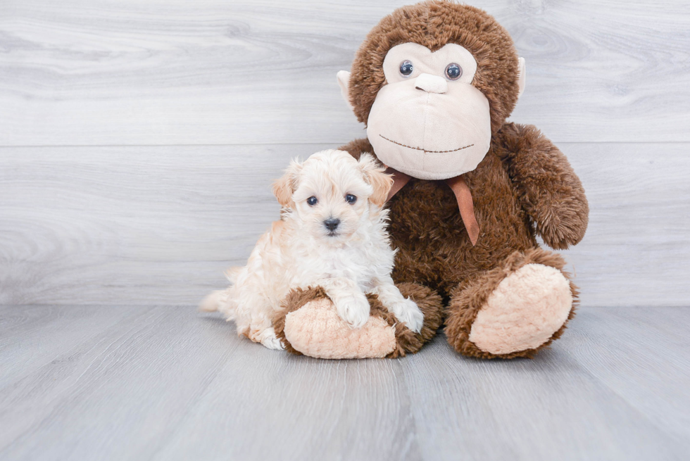 Funny Maltipoo Poodle Mix Pup