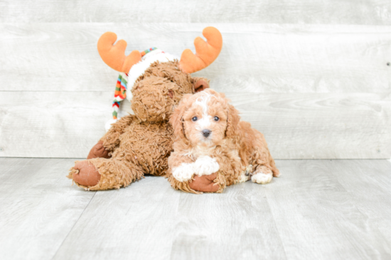 Cavapoo Pup Being Cute