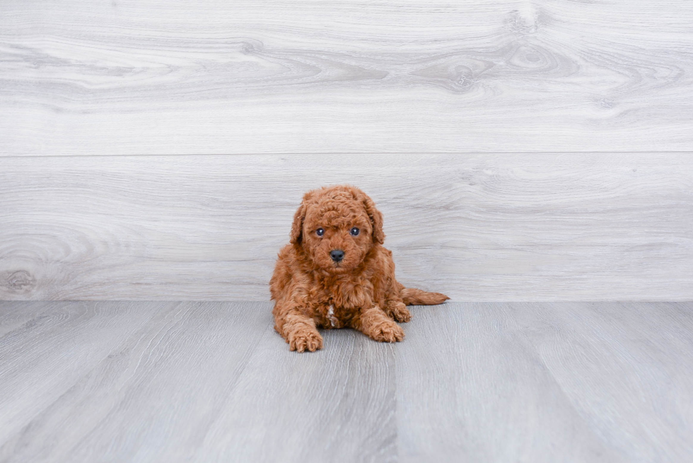 Best Cavapoo Baby