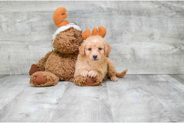 Mixed Breed Puppy for Adoption