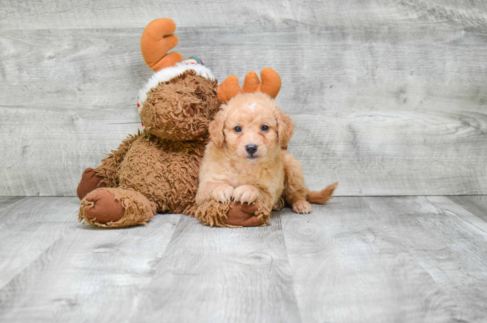 Mixed Breed Puppy for Adoption