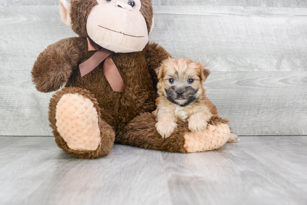 Morkie Pup Being Cute