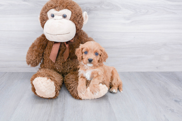 Popular Cavapoo Poodle Mix Pup