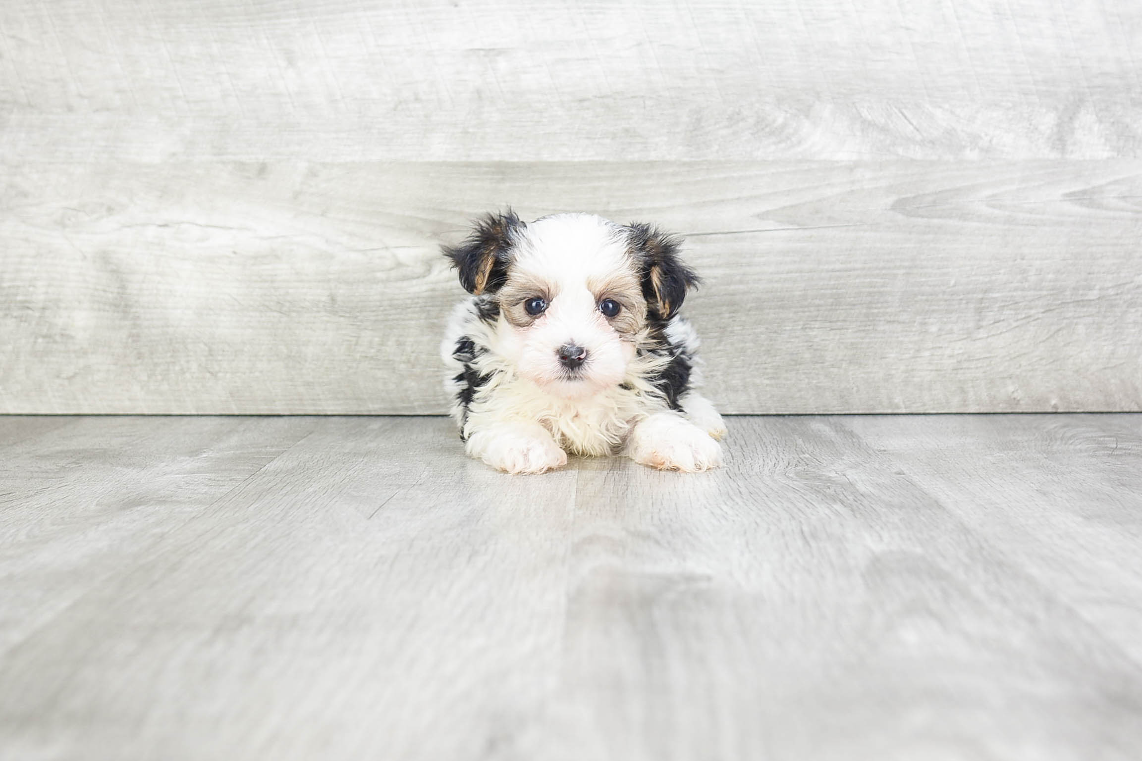 Fluffy Morkie Designer Pup