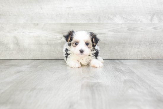 Fluffy Morkie Designer Pup