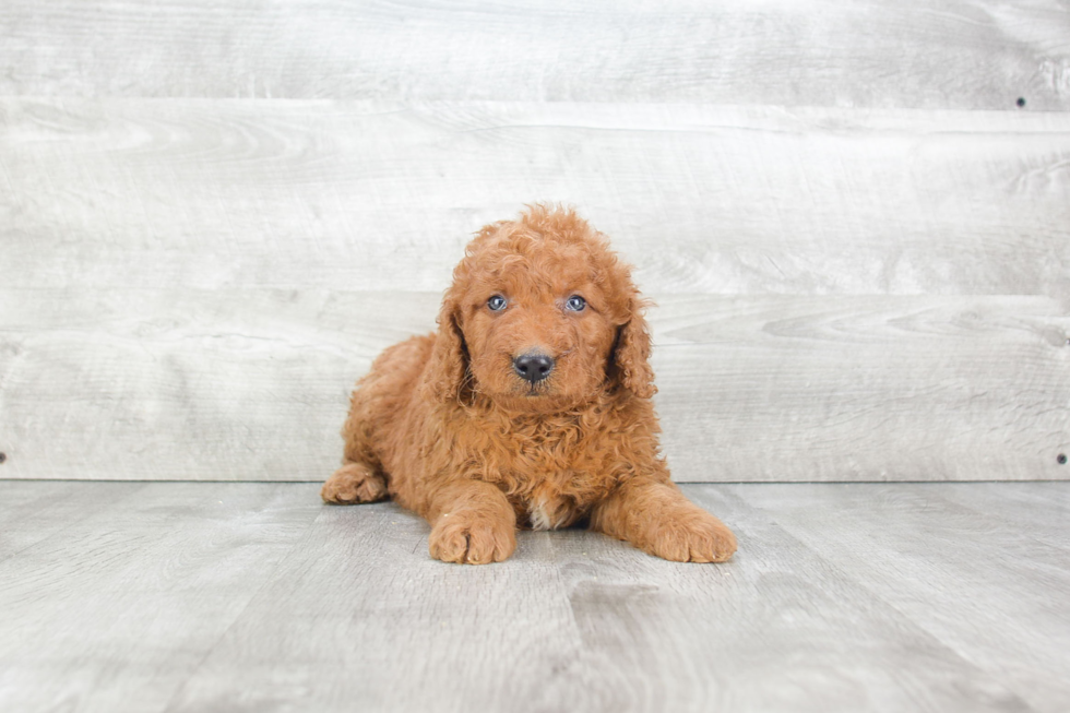 Best Mini Goldendoodle Baby