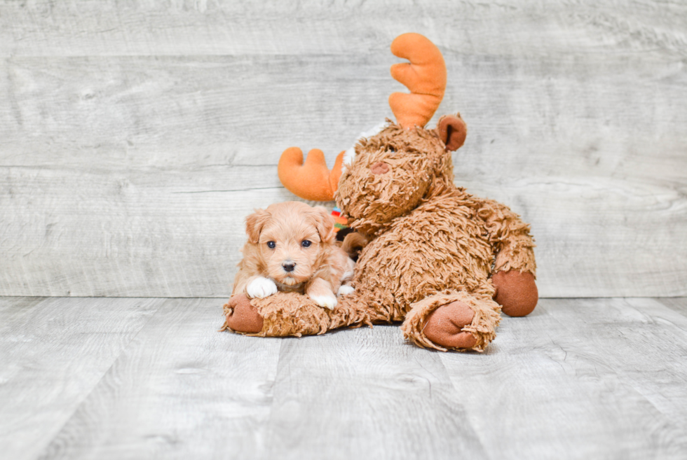 Maltipoo Puppy for Adoption