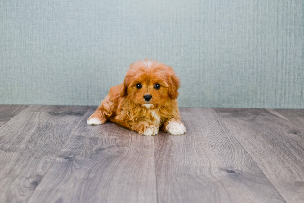 Small Cavapoo Baby