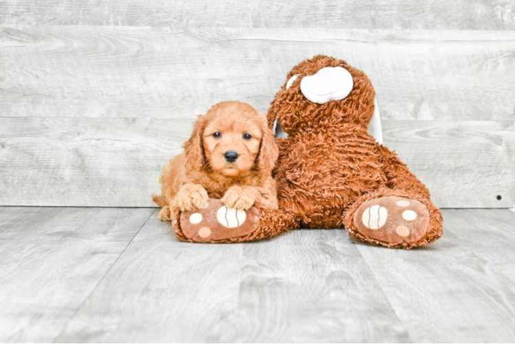 Smart Mini Goldendoodle Poodle Mix Pup