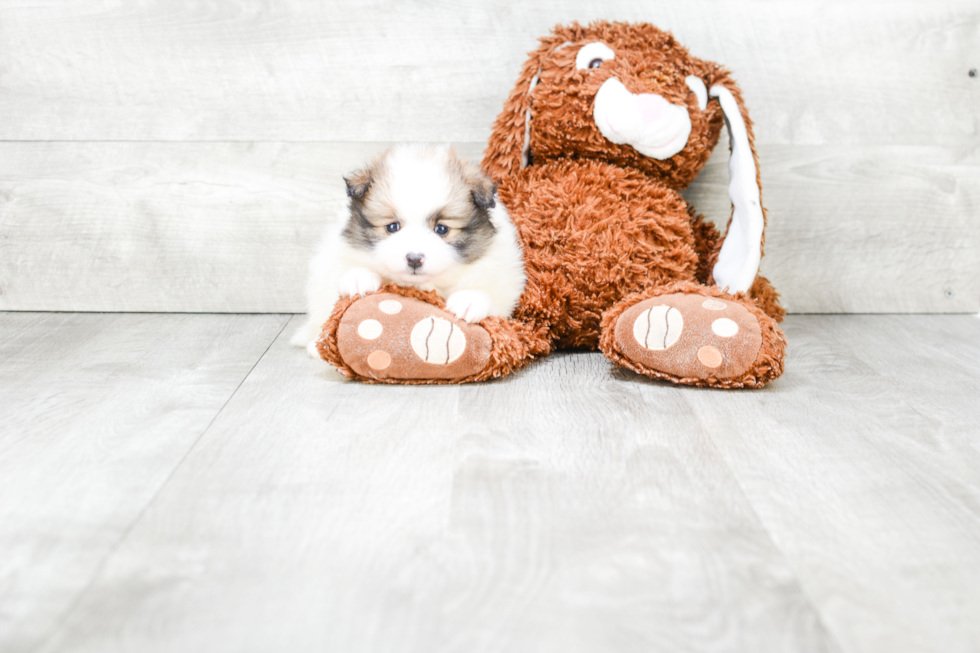 Sweet Pomeranian Purebred Puppy