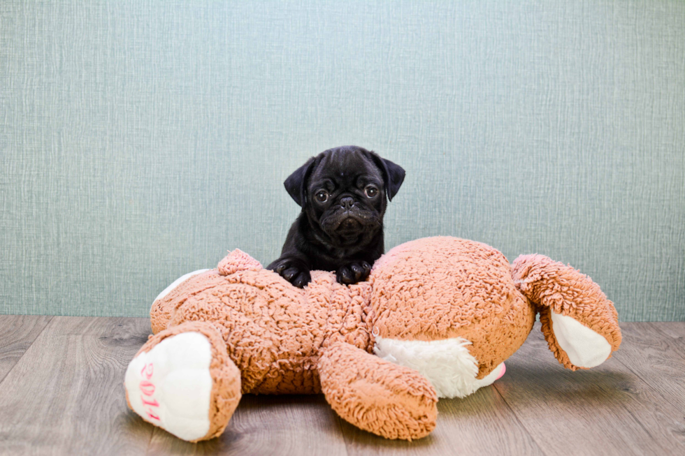 Hypoallergenic Pug Purebred Pup