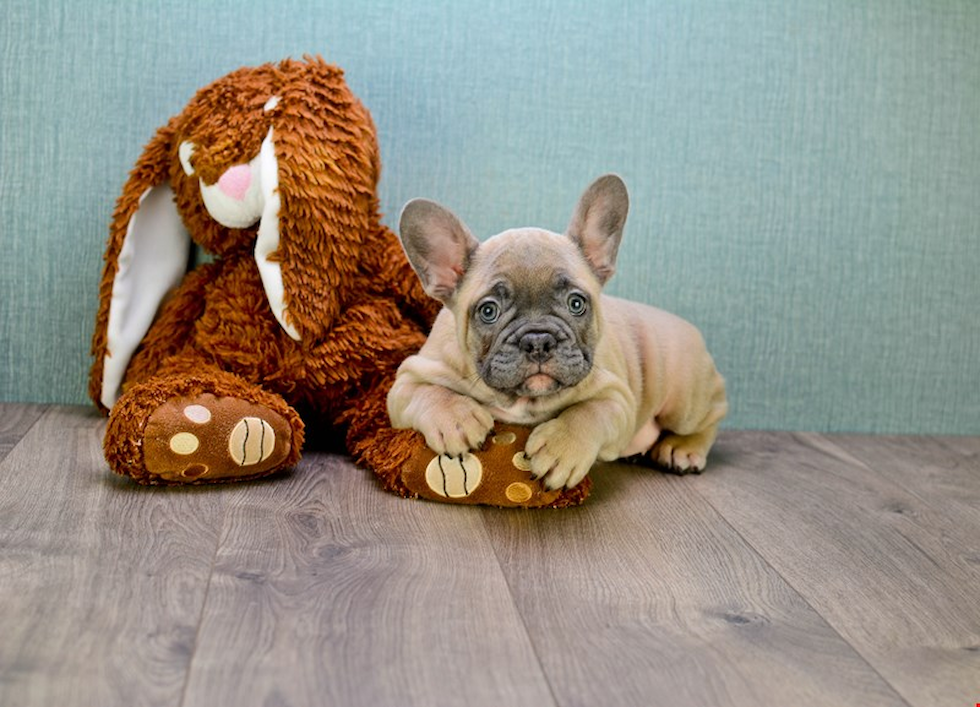 French Bulldog Puppy for Adoption