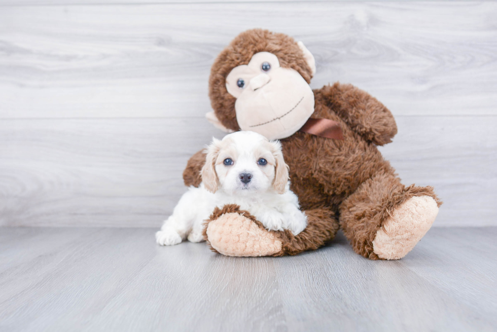 Cavachon Pup Being Cute