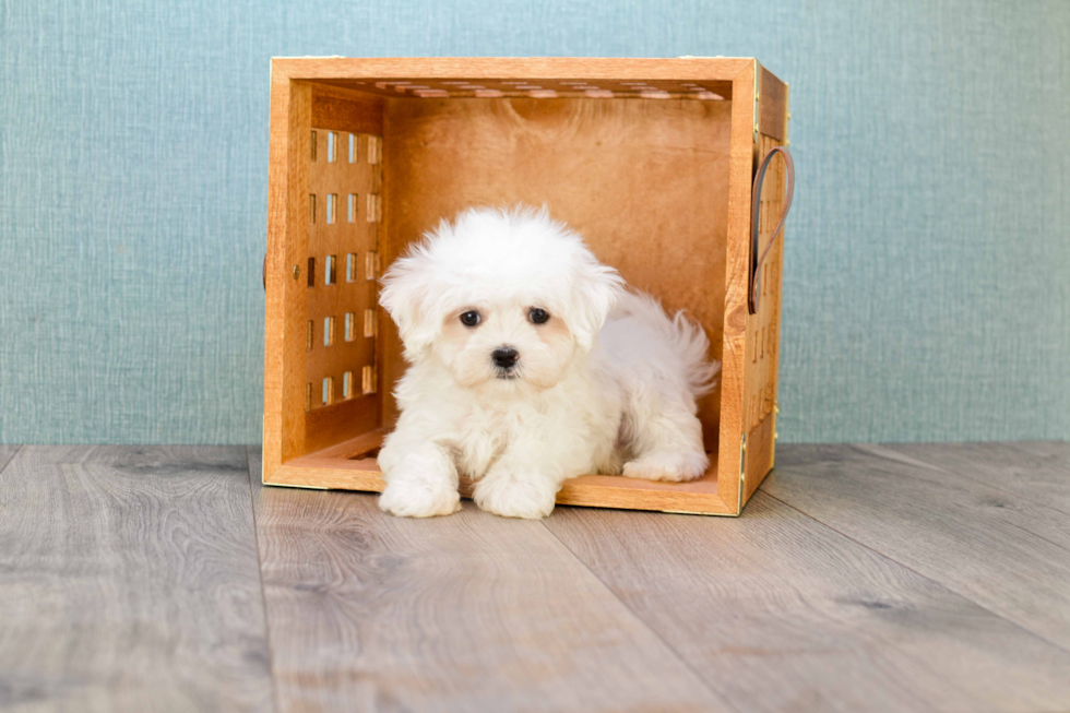 Maltese Pup Being Cute