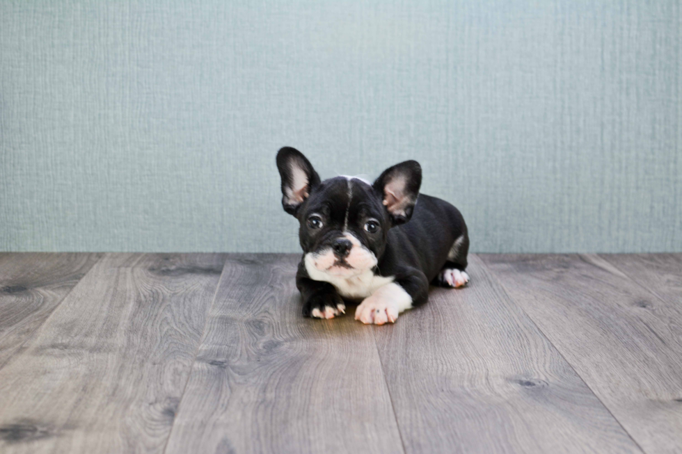 Smart Frenchie Purebred Puppy