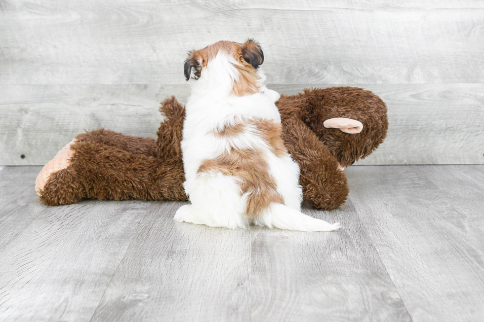 Havanese Pup Being Cute