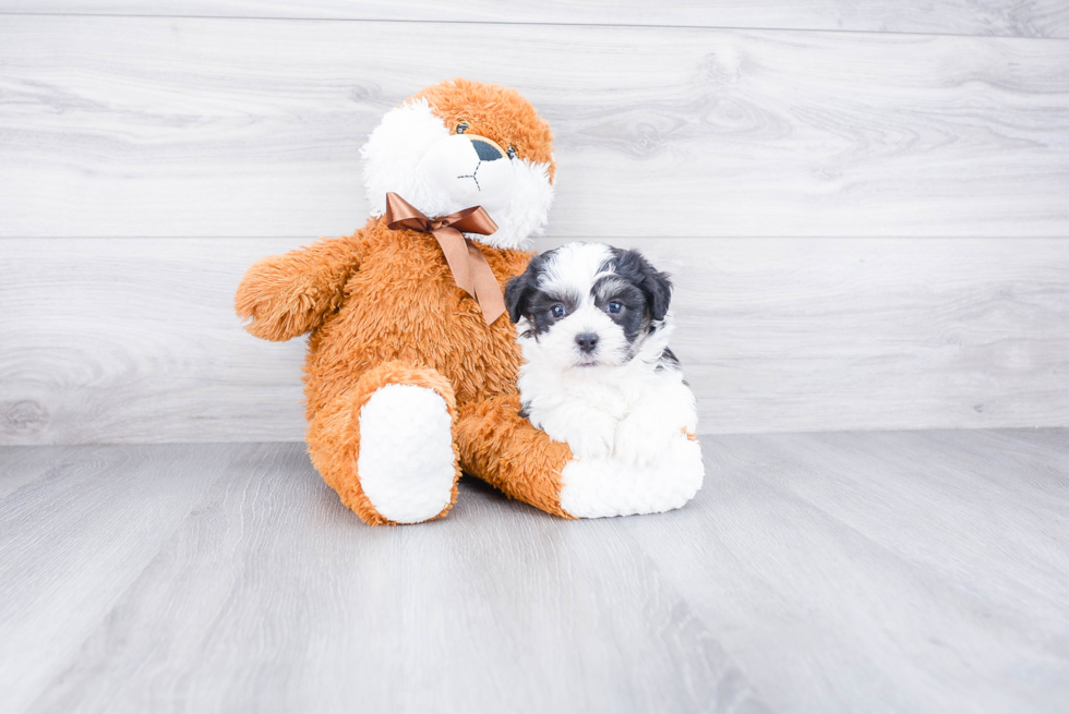 Adorable Shichon Designer Puppy