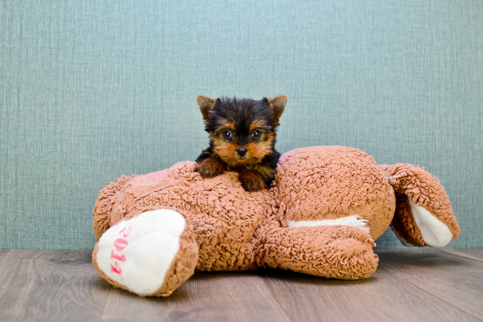 Meet Giselle - our Yorkshire Terrier Puppy Photo 