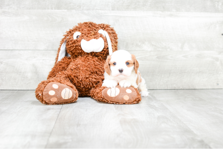 Cavalier King Charles Spaniel Puppy for Adoption