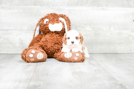 Cavalier King Charles Spaniel Puppy for Adoption