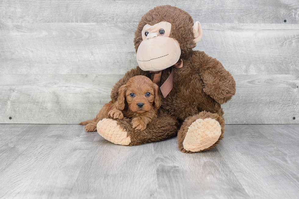 Fluffy Cavapoo Poodle Mix Pup