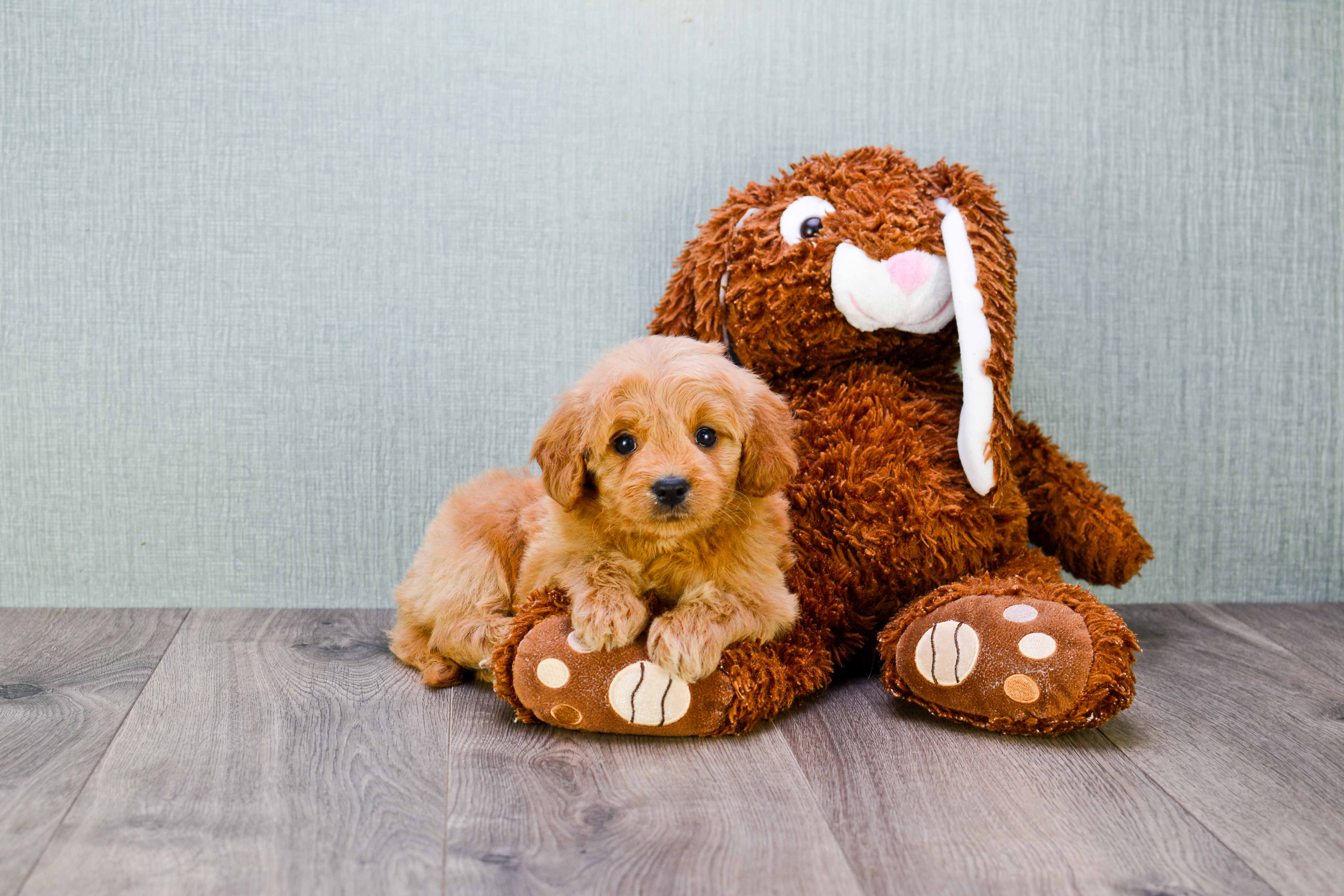Mini Goldendoodle Puppy for Adoption
