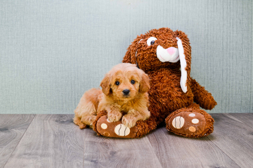 Mini Goldendoodle Puppy for Adoption