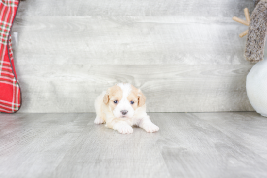 Happy Cavachon Baby