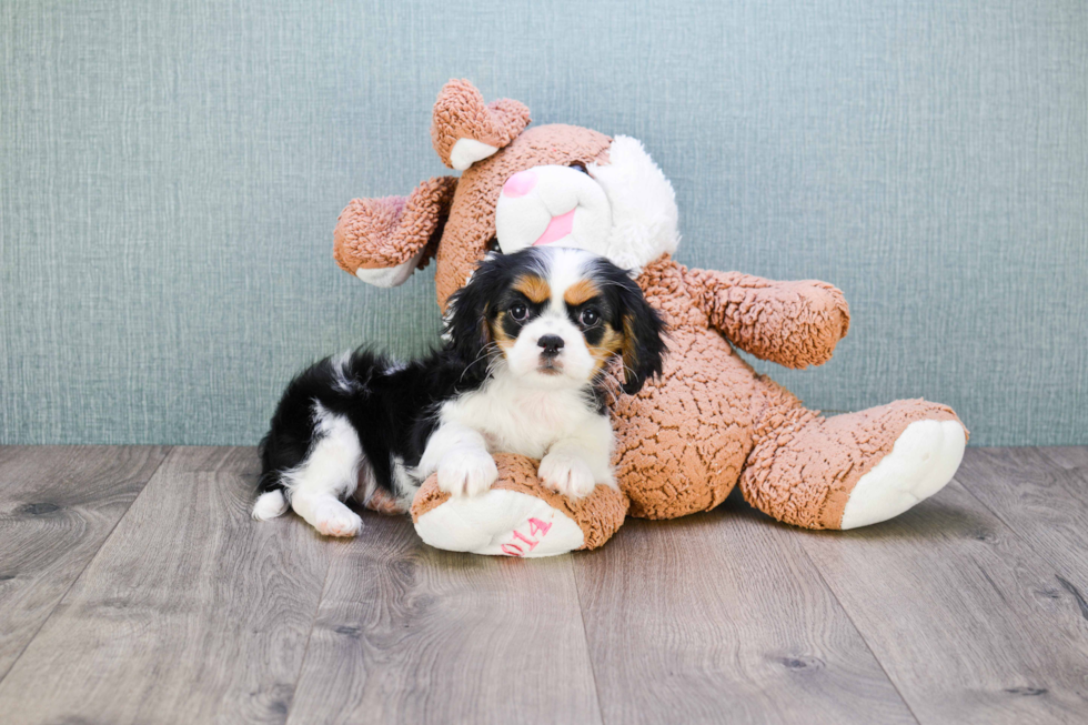 Little Cavalier King Charles Spaniel Baby
