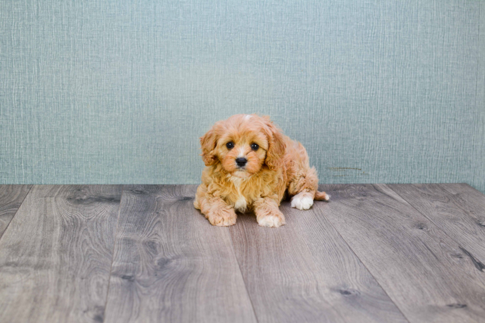 Cavapoo Puppy for Adoption