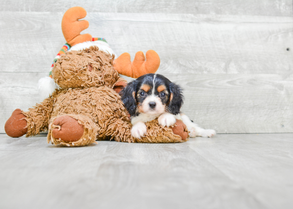 Energetic Cavalier King Charles Spaniel Purebred Puppy