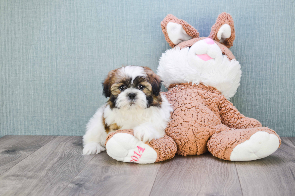 Fluffy Teddy Bear Designer Pup