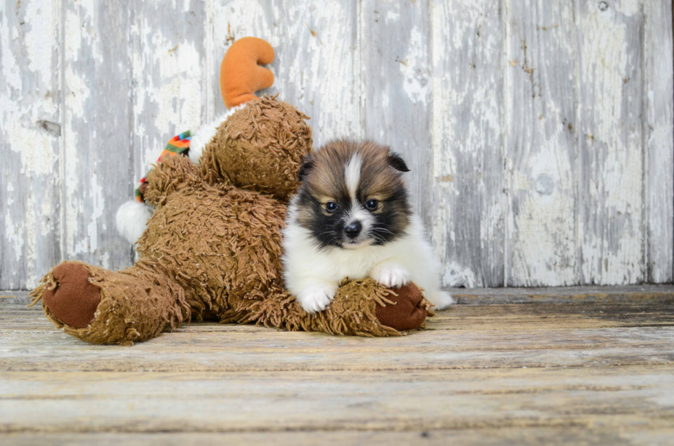 Pomeranian Puppy for Adoption