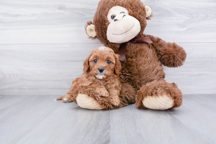 Cavapoo Pup Being Cute