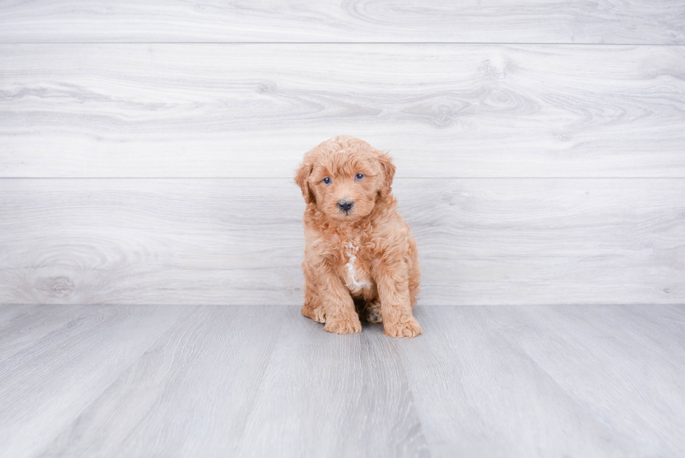 Energetic Golden Retriever Poodle Mix Puppy