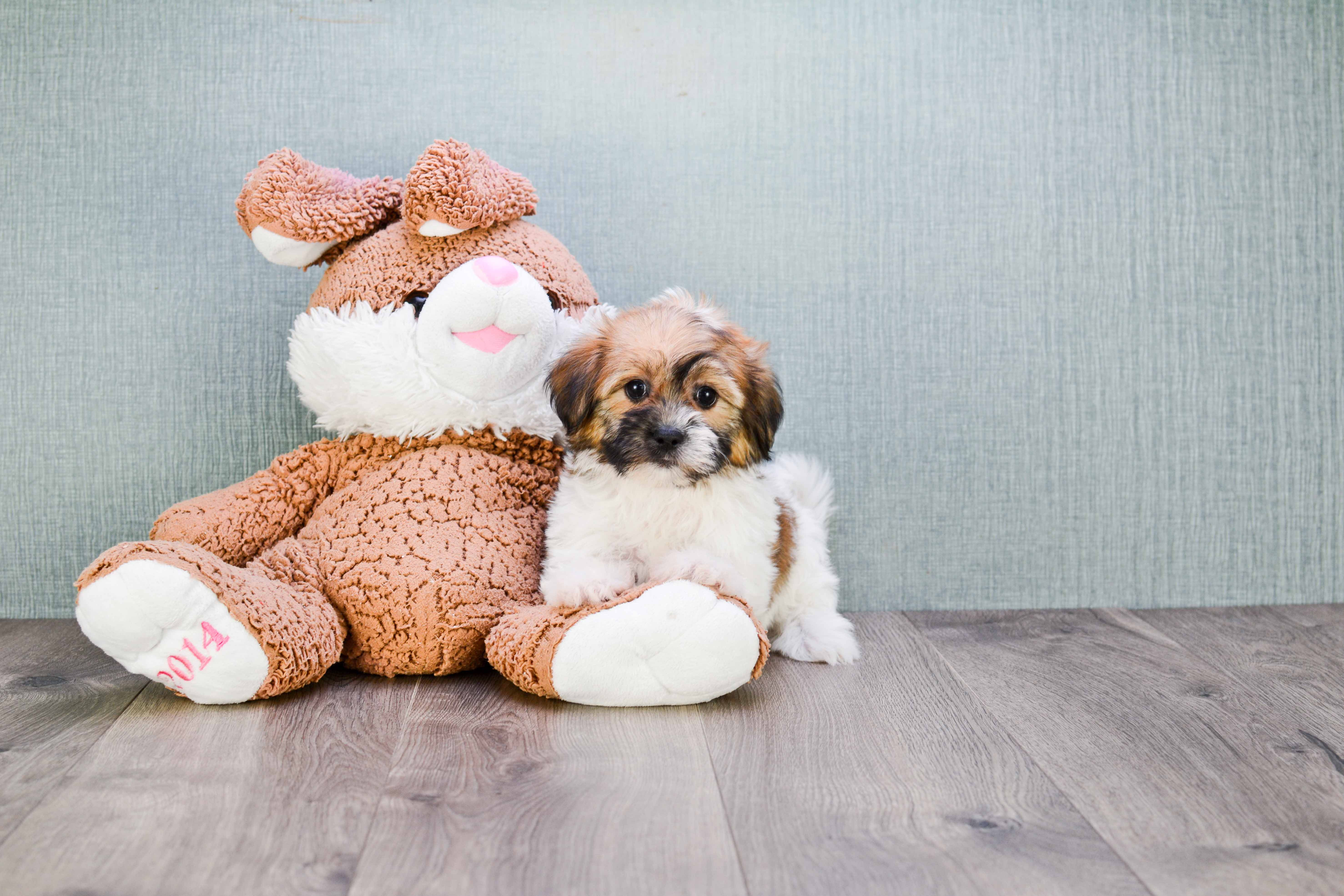 Happy Teddy Bear Baby