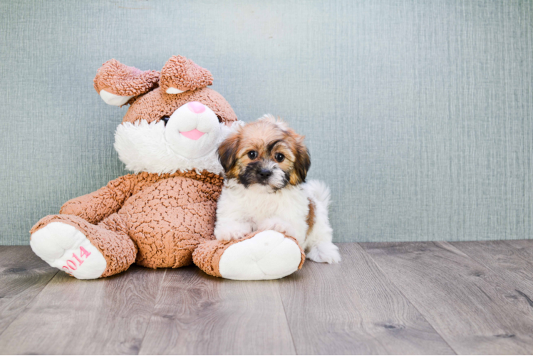 Happy Teddy Bear Baby