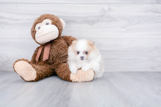 Adorable Pomeranian Purebred Puppy