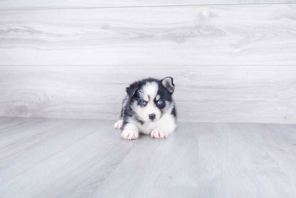 Small Pomsky Baby