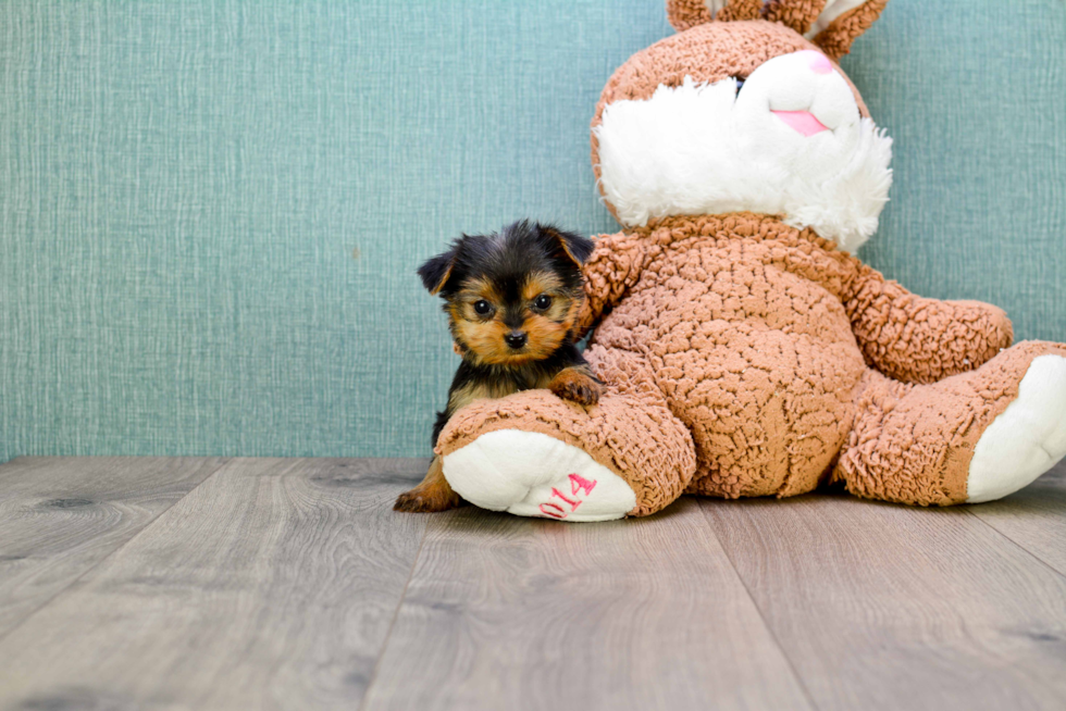 Meet Avery - our Yorkshire Terrier Puppy Photo 