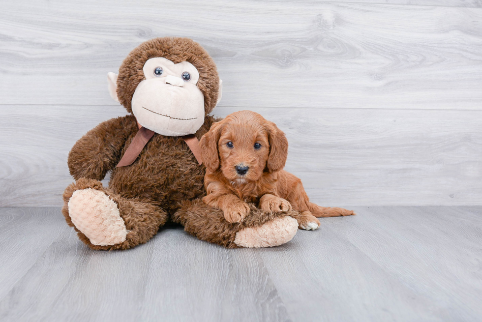 Playful Golden Retriever Poodle Mix Puppy