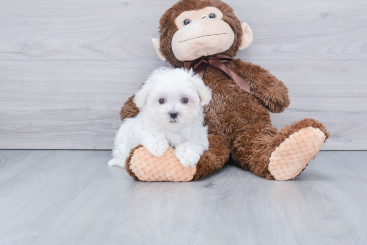 Maltese Pup Being Cute