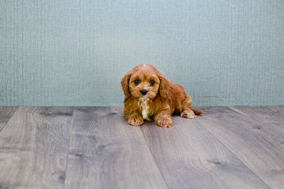 Cavapoo Pup Being Cute