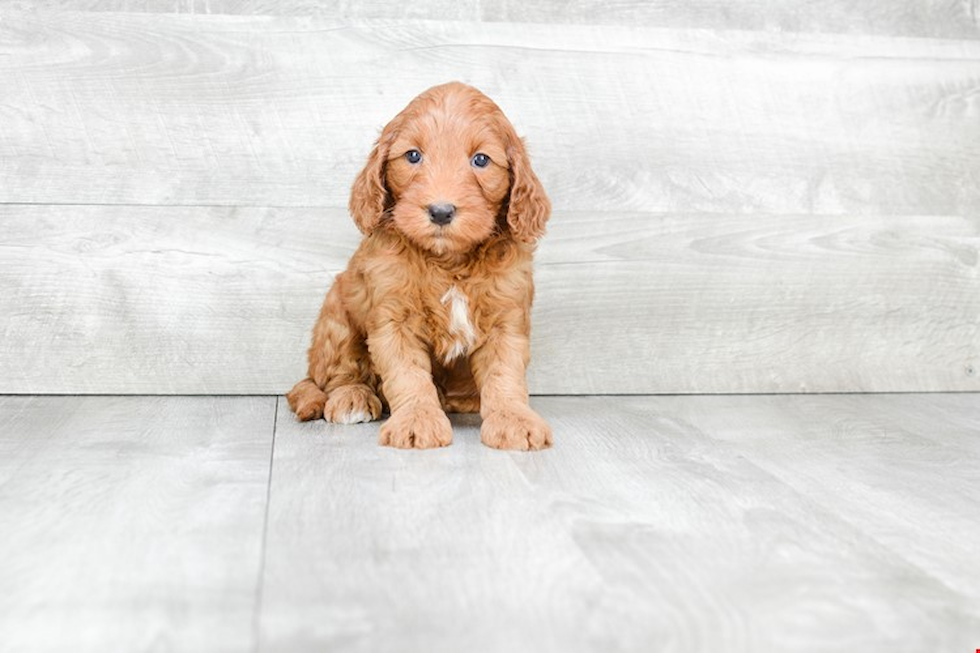 Energetic Golden Retriever Poodle Mix Puppy