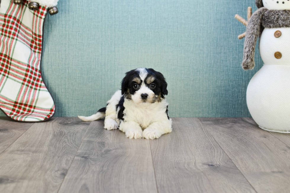 Happy Cavachon Baby