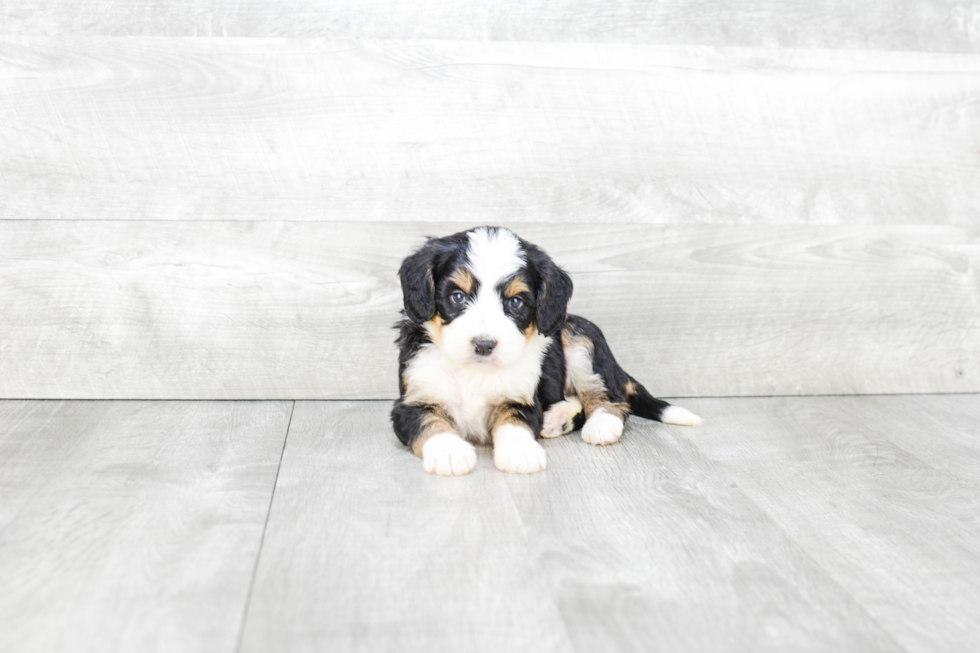 Funny Mini Bernedoodle Poodle Mix Pup