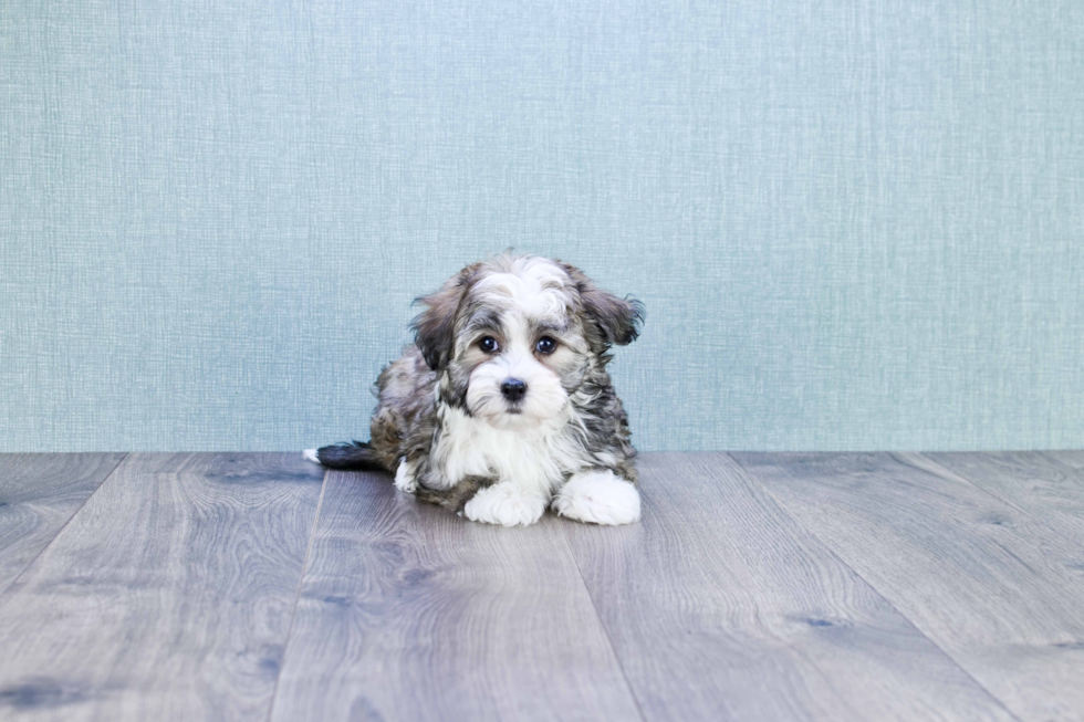 Cute Havanese Purebred Puppy